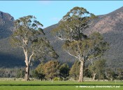 Eukalyptusbäume, Grampians Nationalpark, Victoria