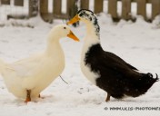 Ente1