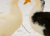 Ente2