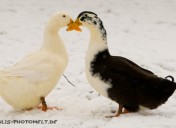 Ente3