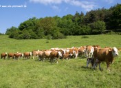 Fleckviehx (11)