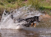 Hund4