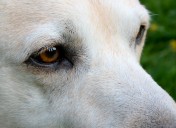 Hunde14