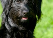 Hunde8
