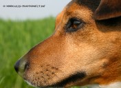 JackRussel10