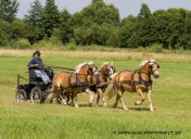 Kutsche mit 3 Haflingern