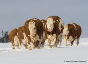 Kühe im Schnee7