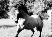 Pferd-20