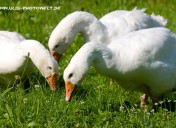 Pommerngans7