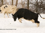Schneekuh-0595 Kopie