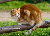 katze14