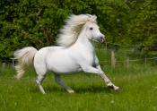 Pferde